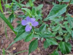 Image of Barleria galpinii C. B. Cl.