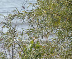 Image of Sandbar Willow