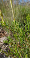 Imagem de Oenothera hartwegii Benth.