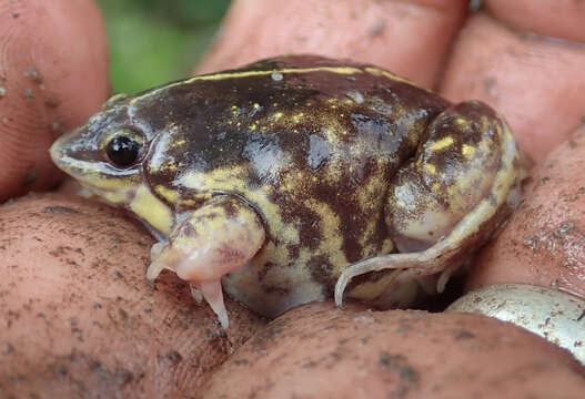 Image of Guinea Snout-burrower