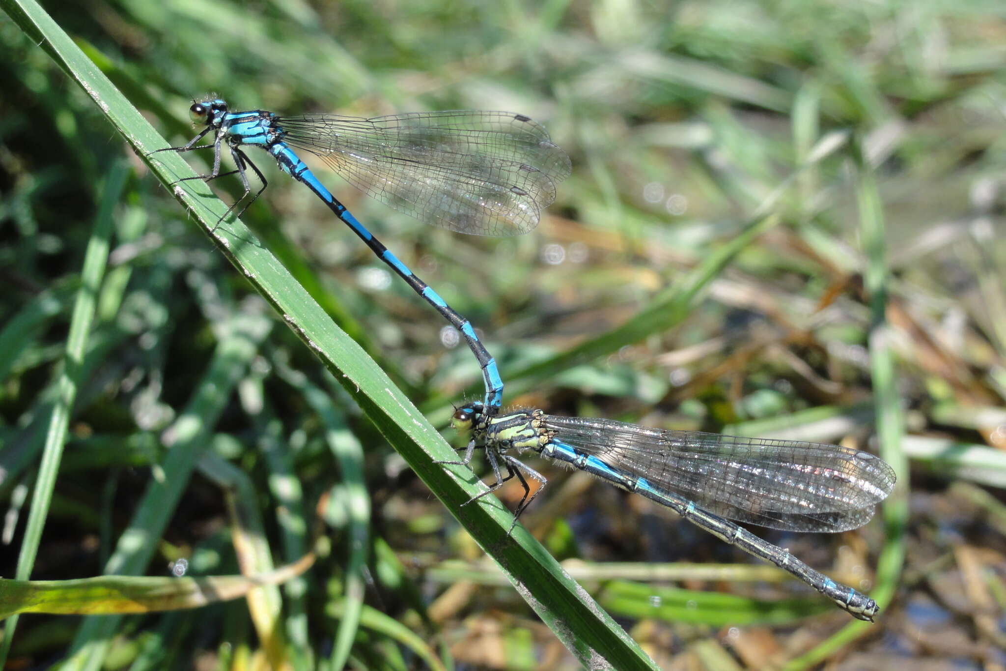 Image of Siberian Bluet