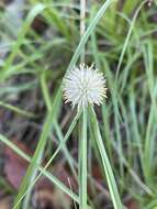 Image of Cyperus alatus subsp. albus (Nees) Lye