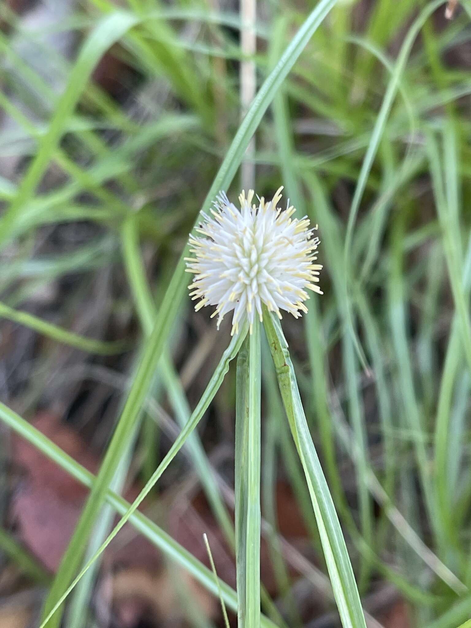 Image of Cyperus alatus subsp. albus (Nees) Lye