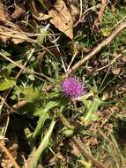 Imagem de Cirsium nipponicum var. incomptum (Maxim.) Y. Kadota