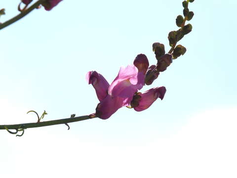 Image of Antirrhinum tortuosum Bosc ex Vent.