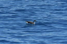 Image of Puffinus assimilis haurakiensis Fleming, CA & Serventy 1943