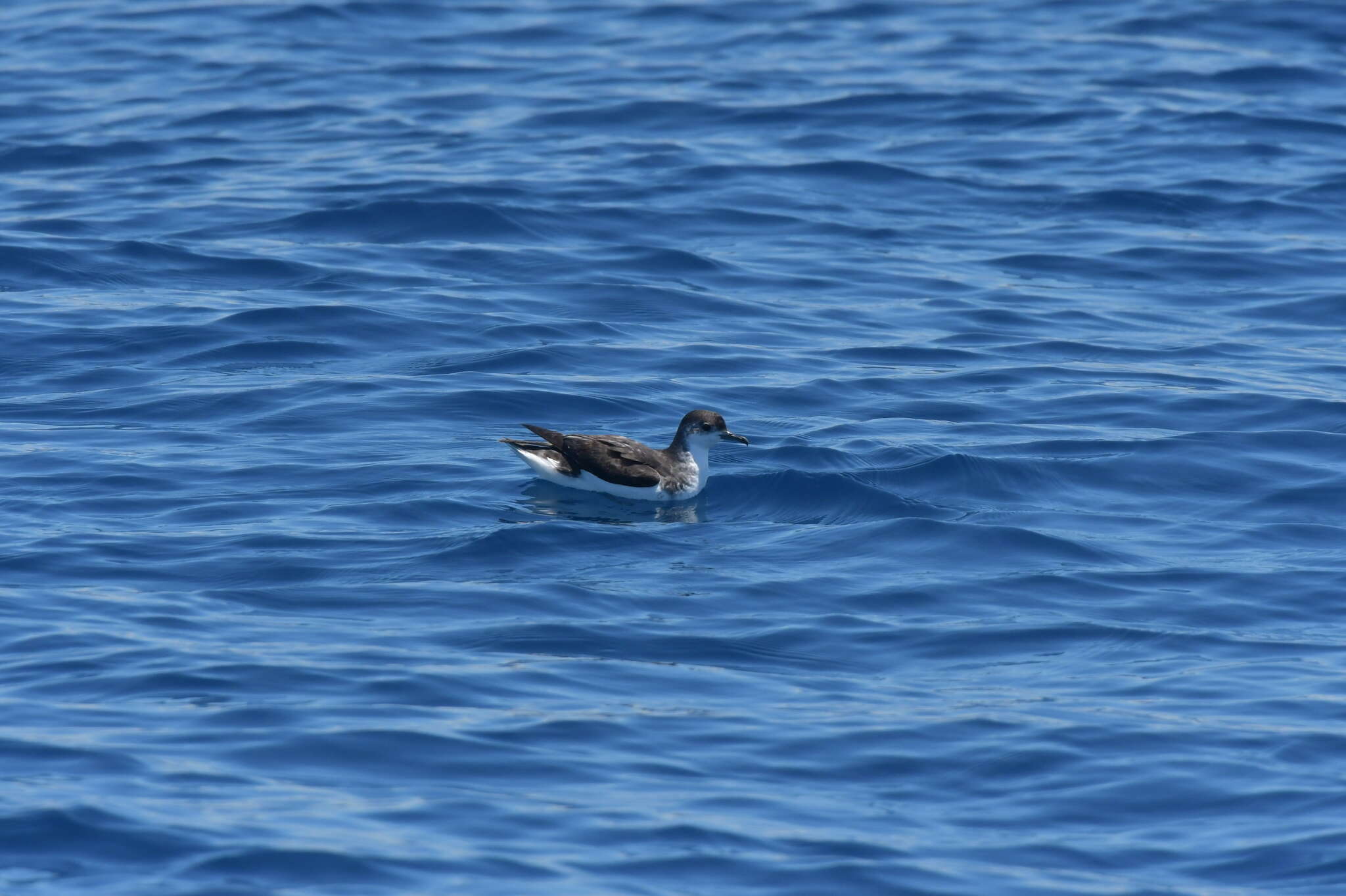 Puffinus assimilis haurakiensis Fleming, CA & Serventy 1943的圖片