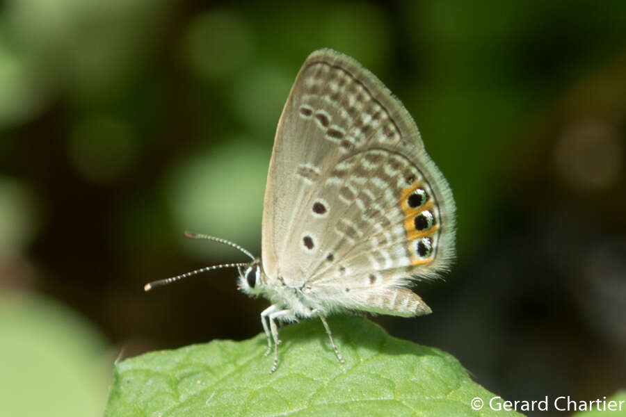 Image of Grass jewel