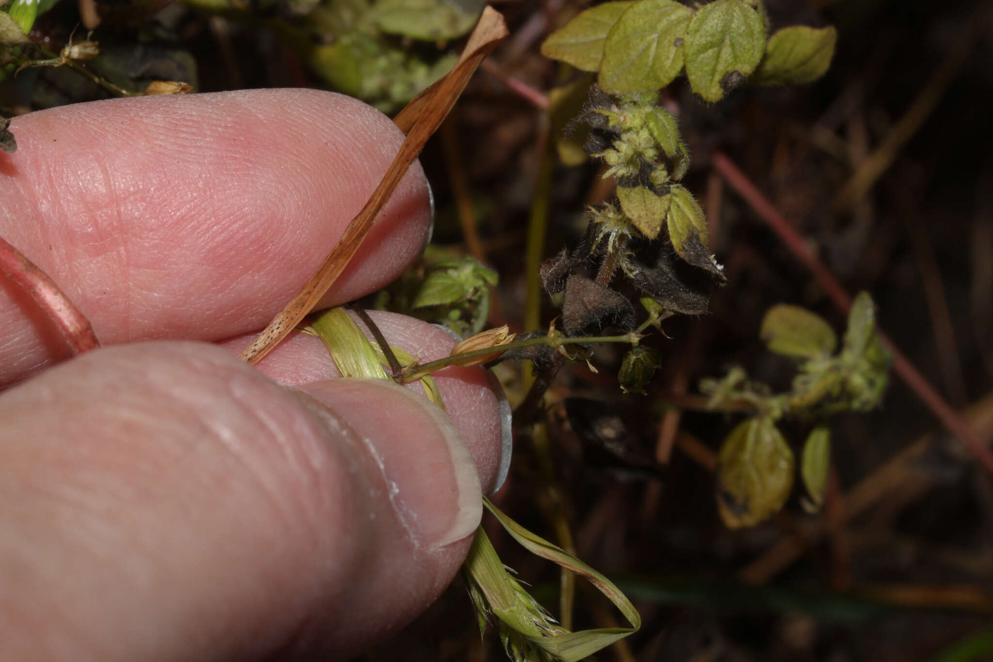 Image of Drymaria paposana Phil.