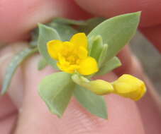 Image of Gnidia coriacea Meissn.