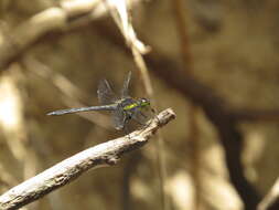 Image of <i>Agrionoptera longitudinalis biserialis</i> Selys 1879