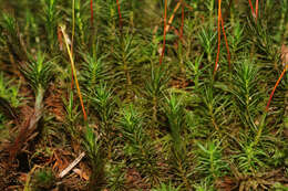 Image of <i>Polytrichum formosum</i>