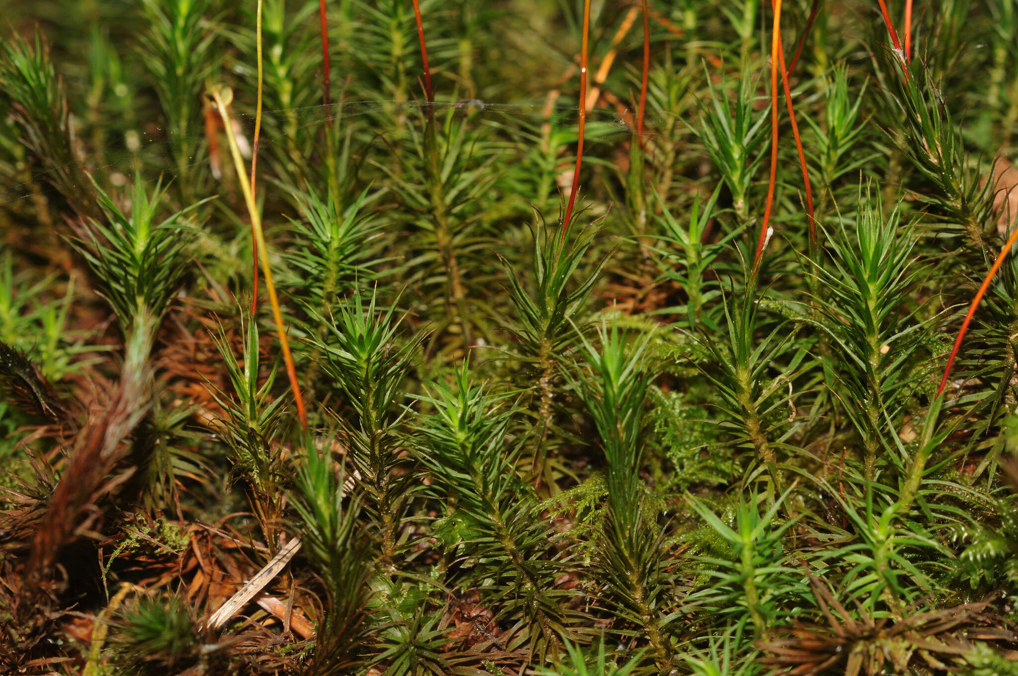 Image of <i>Polytrichum formosum</i>