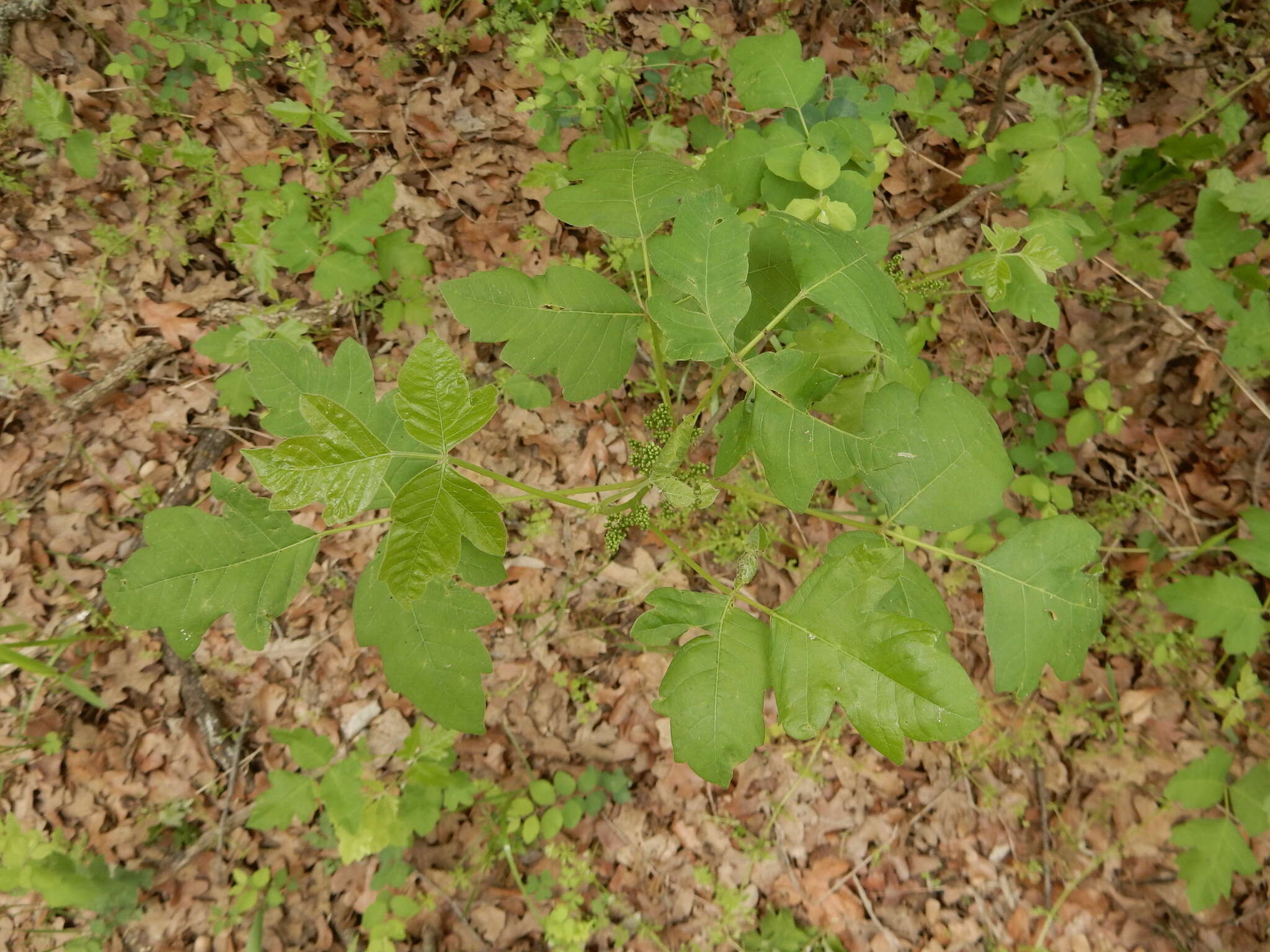 Imagem de Toxicodendron pubescens Mill.