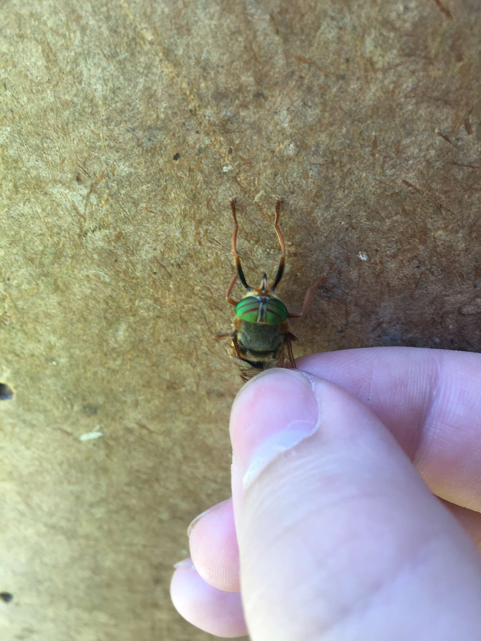 صورة Hybomitra tarandina (Linnaeus 1758)