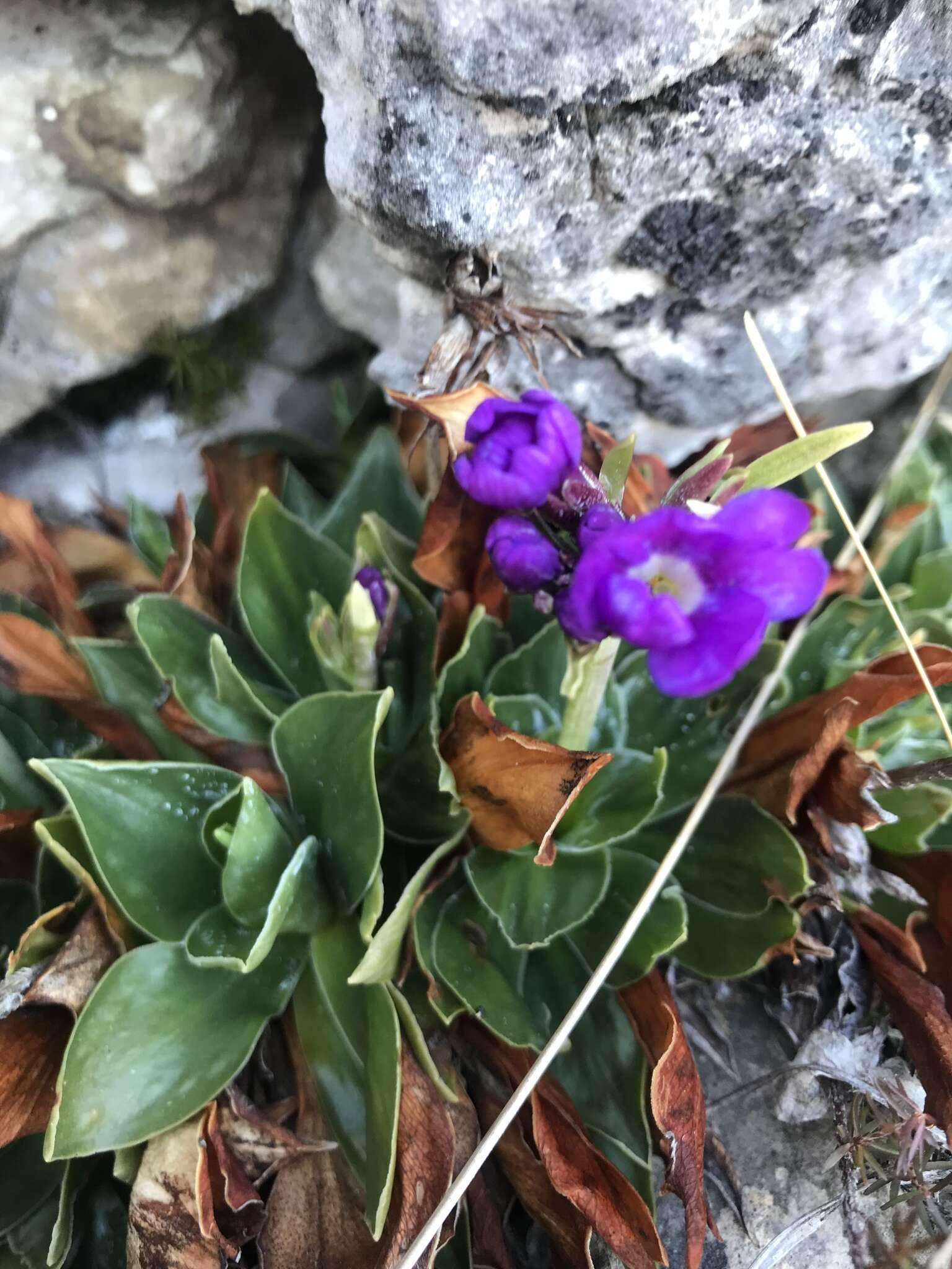 Sivun Primula glaucescens Moretti kuva