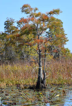 Image of Pond-Cypress