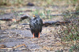 Image of Natal Francolin