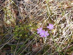 Слика од Drosera indumenta Lowrie & Conran