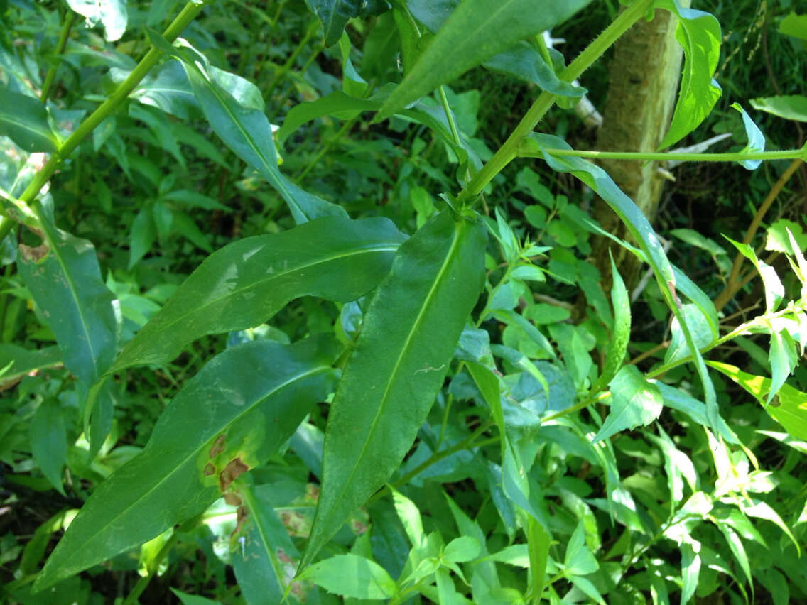 Image of New York aster