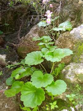 Image of Begonia uniflora S. Watson