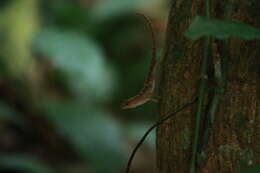 Sivun Anolis uniformis Cope 1885 kuva