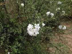 Cordia parvifolia A. DC. resmi