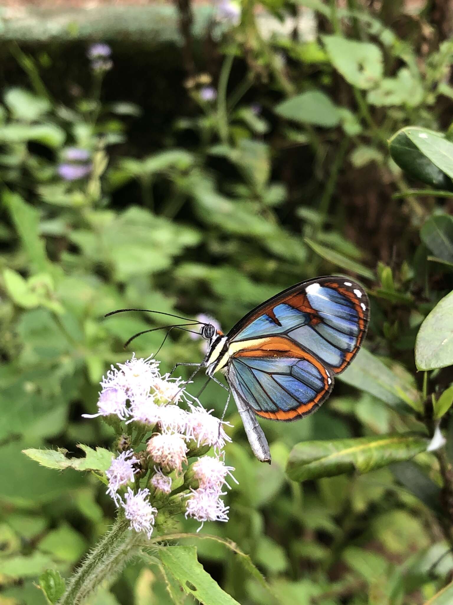 Imagem de Ithomia diasia hippocrenis Bates 1866