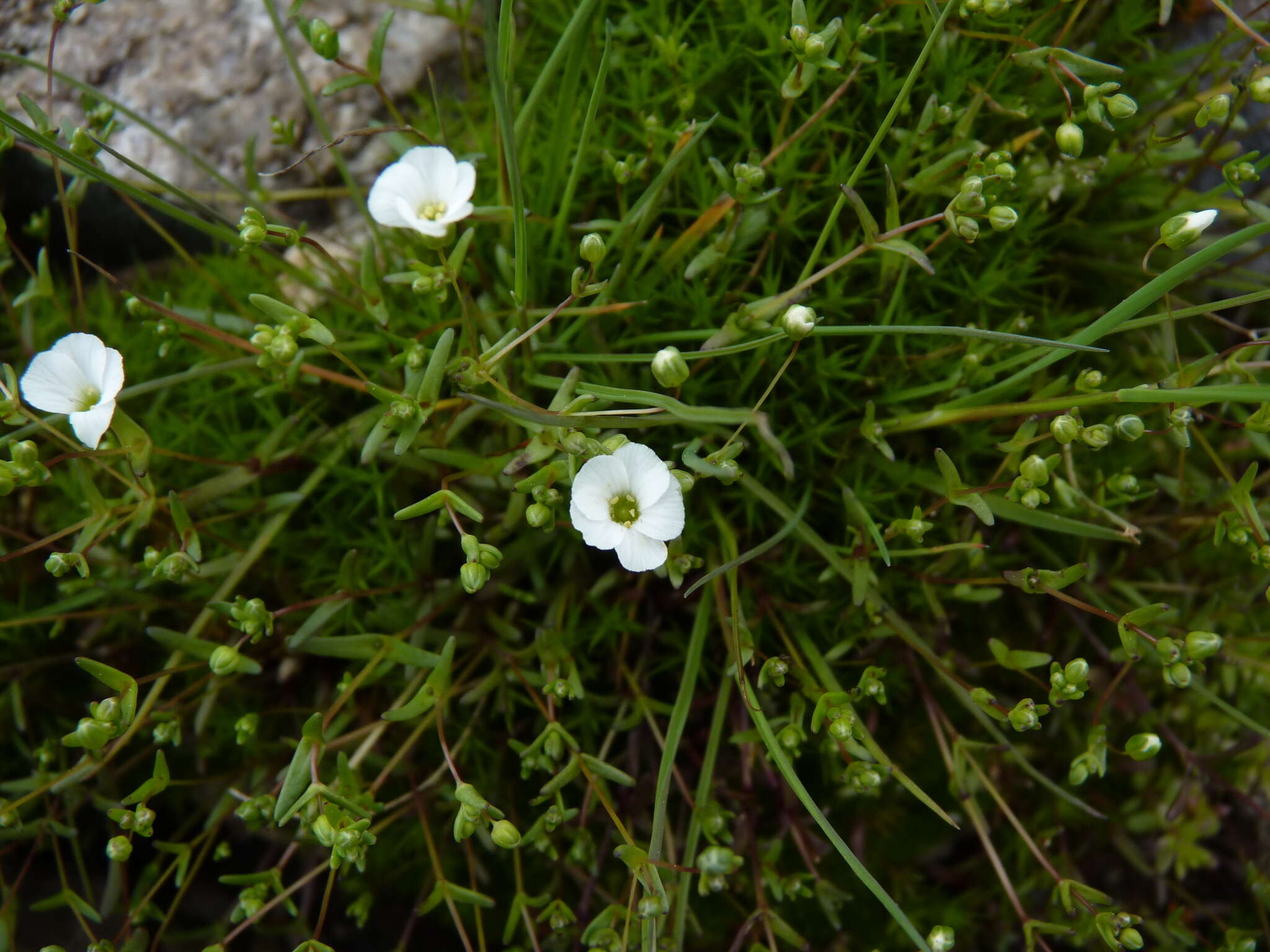 Image of One-Flower Stitchwort