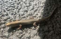 Image of Closed-litter Rainbow-skink