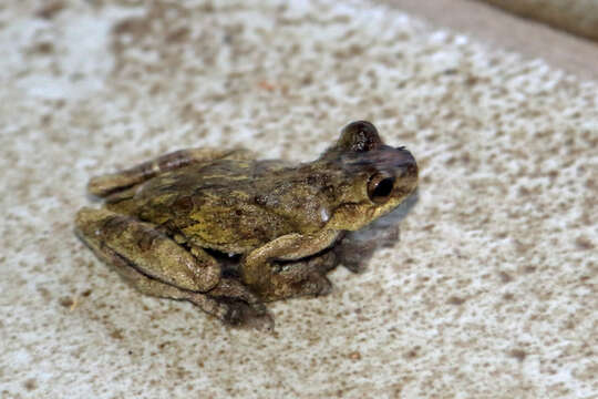 Image of Dendropsophus microps (Peters 1872)