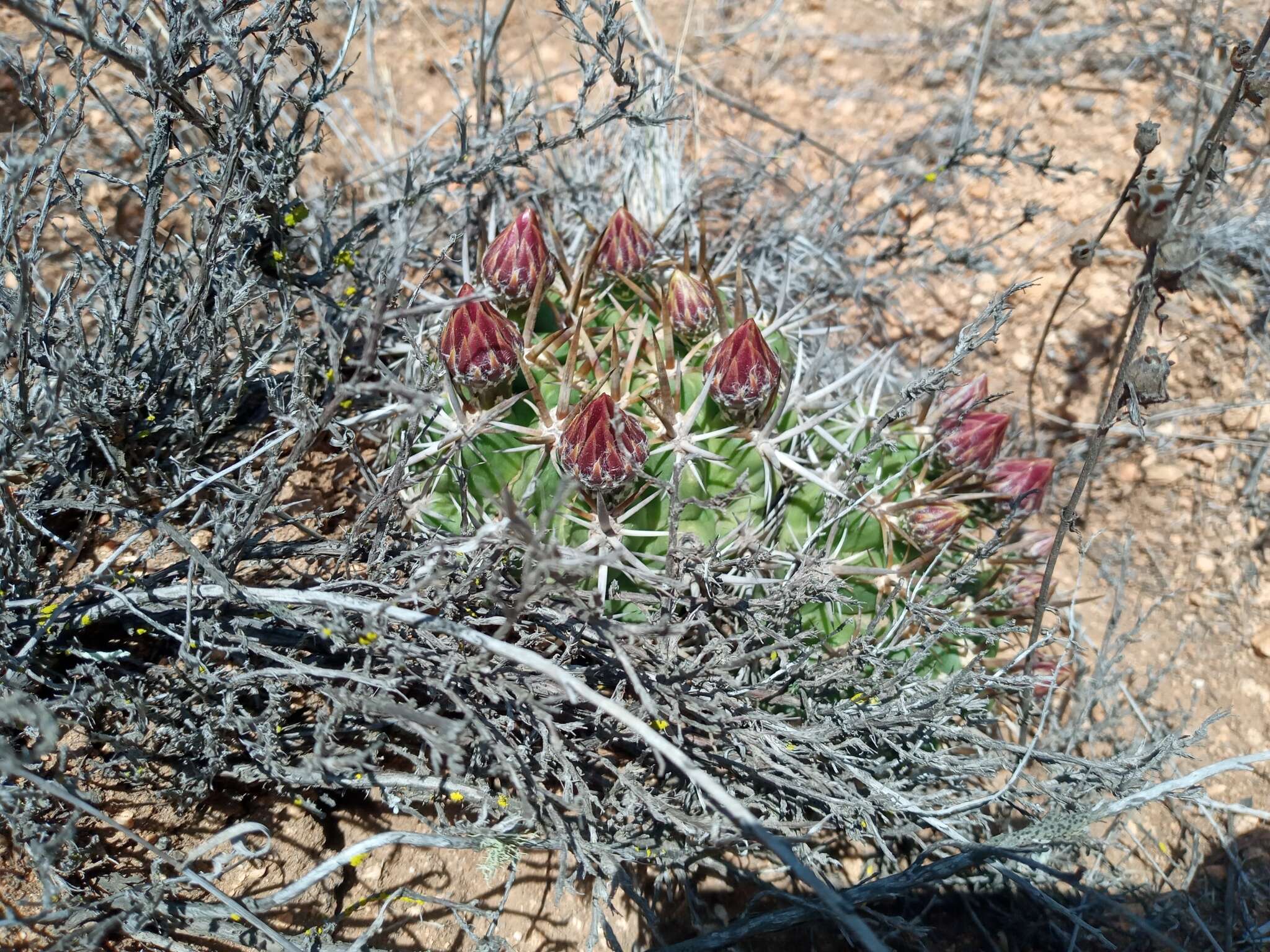 Image of <i>Eriosyce curvispina</i> subsp. <i>tuberisulcata</i>