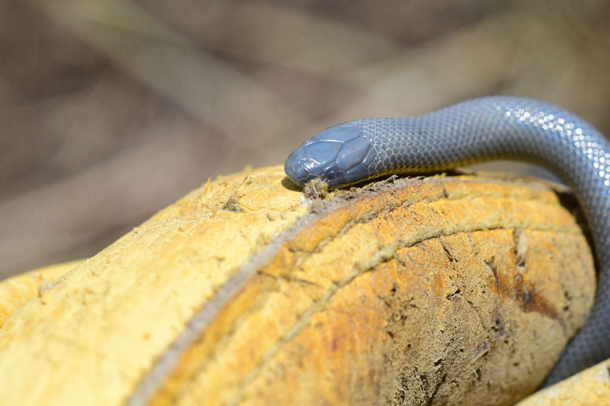 Image of Mole Viper