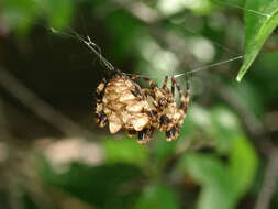 Image of Araneus grossus (C. L. Koch 1844)