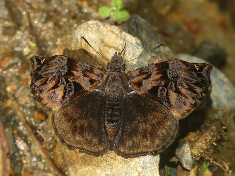 Plancia ëd Noctuana haematospila Felder & Felder 1867