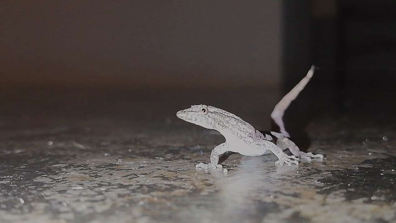 Image of Costa Rica Least GeckO