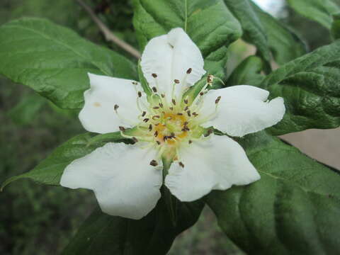 Image of Medlar