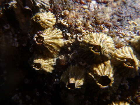 Image of thatched barnacle