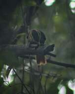 Image of White-browed Foliage-gleaner