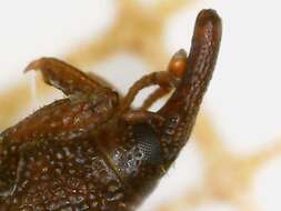 Image of rice weevil