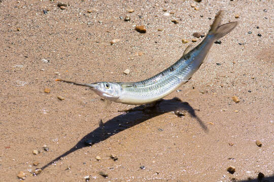 Image of Barred garfish