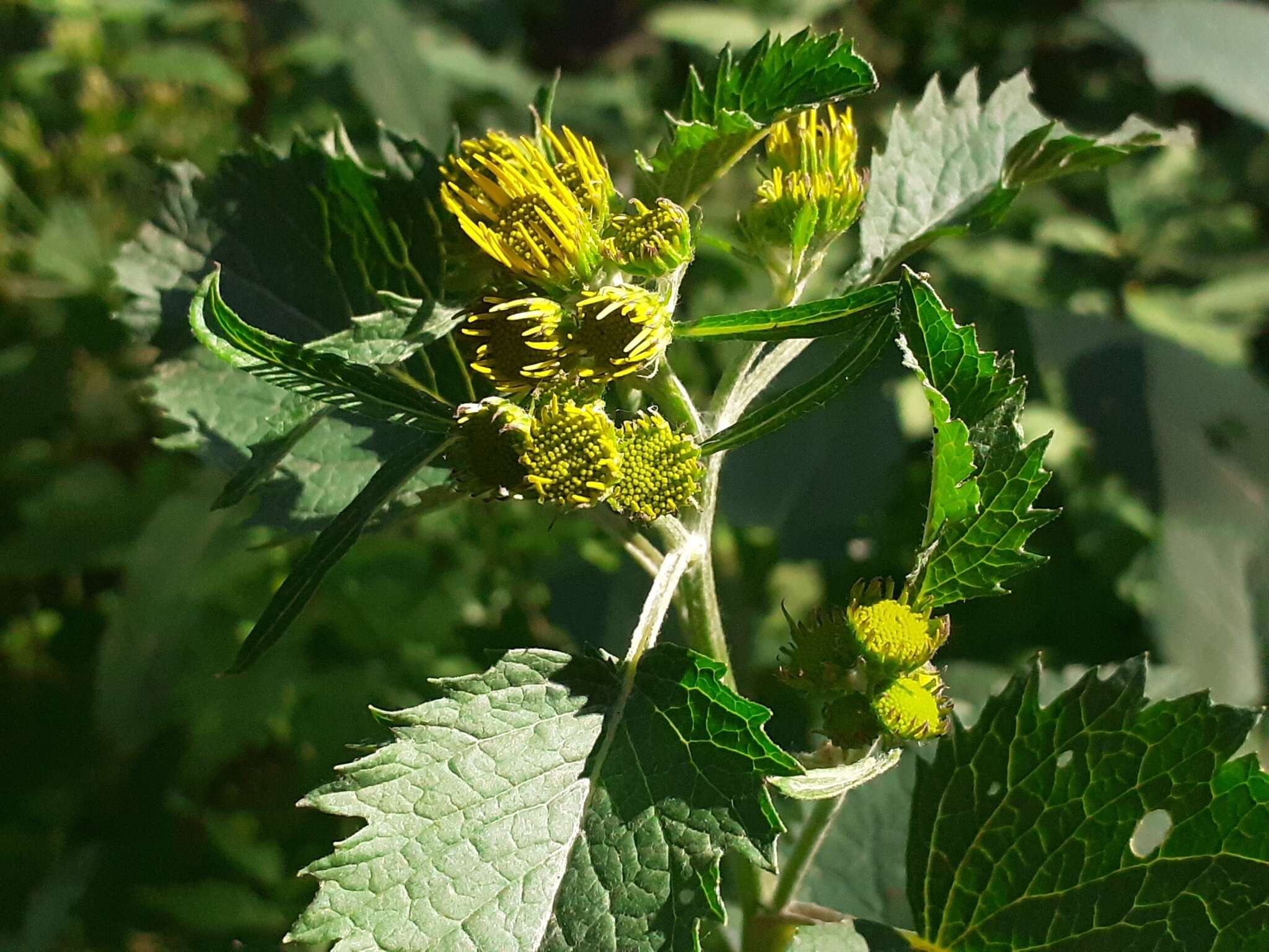 Plancia ëd Jacobaea alpina (L.) Moench