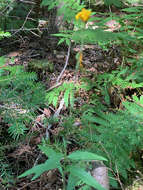 Image of threetooth hawkweed