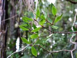 Sivun Pittosporum cornifolium A. Cunn. kuva