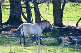 Image of Equus subgen. Equus Linnaeus 1758