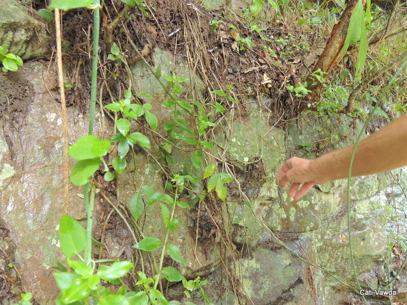 Image of Ceropegia distincta N. E. Br.