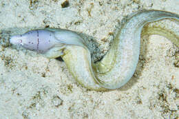 Image of Geometric moray