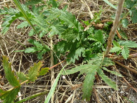 Image of Potentilla tanacetifolia