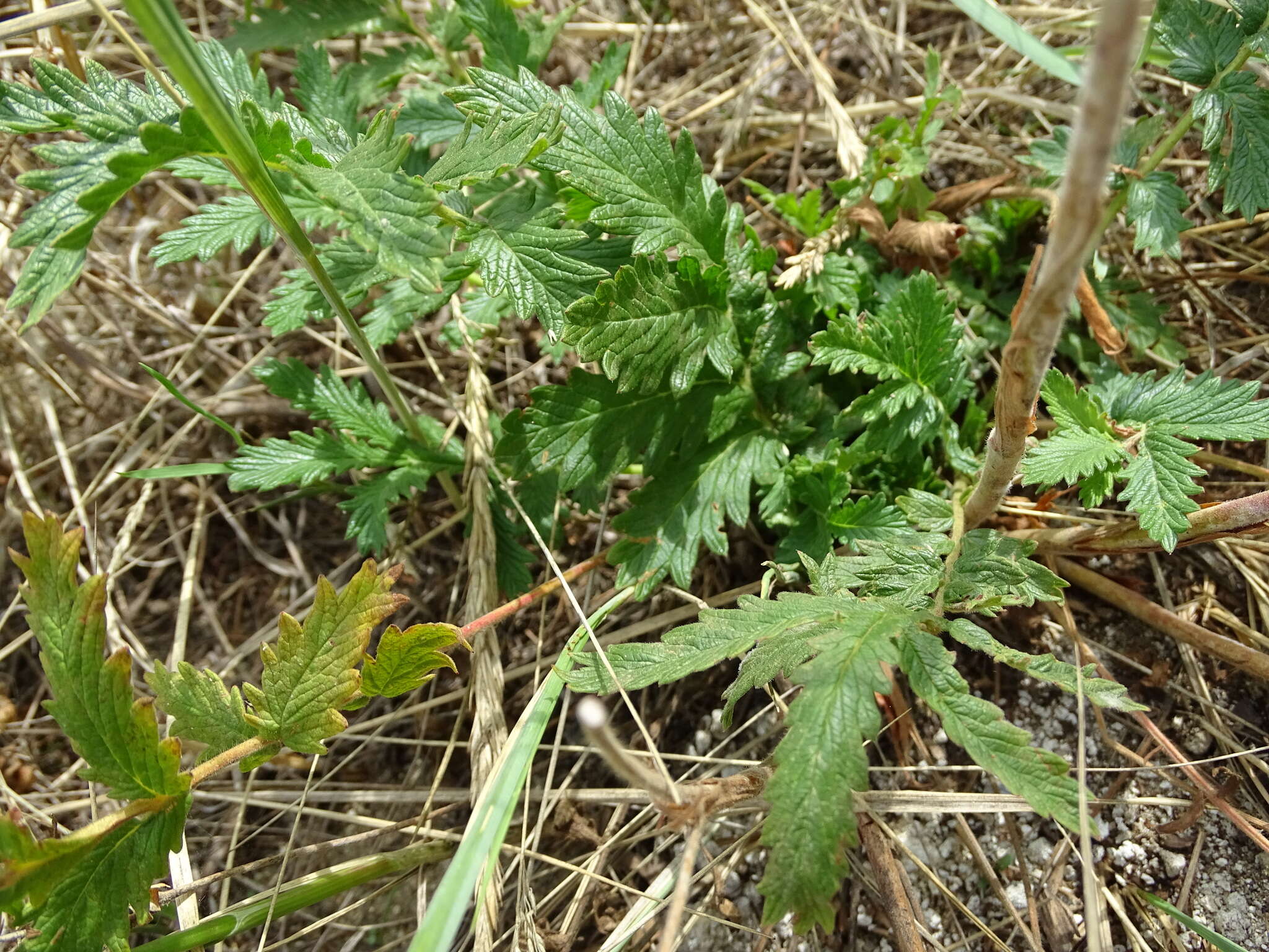 Image de Potentilla tanacetifolia