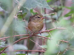 Image of Grey-throated Warbling Finch